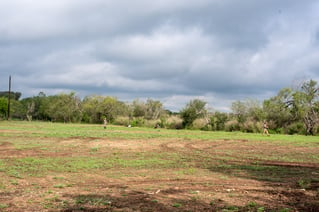 Dove Hunt