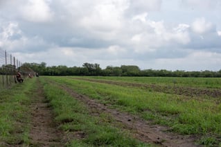 Hondo, TX Dove Hunt