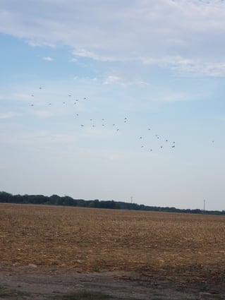 Dove Hunt