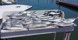 Wrightsville Beach Nearshore Fishing Charters