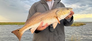 Redfish Fishing in Sarasota, Florida