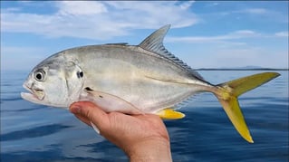 Jack Crevalle Fishing in Sarasota, Florida