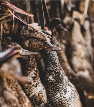 Two Texas water fowl outfitters