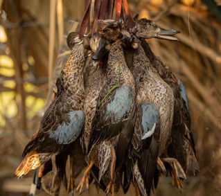 Two Texas water fowl outfitters