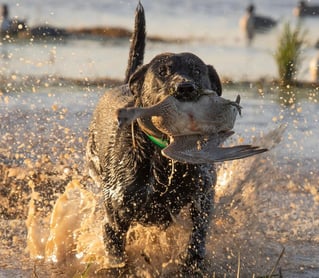 Two Texas water fowl outfitters