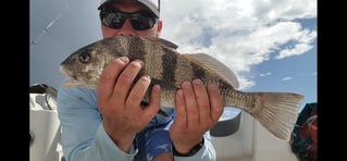 Black Drum Fishing in Daytona Beach, Florida