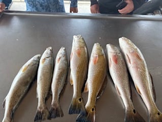 Redfish, Speckled Trout Fishing in Matagorda, Texas