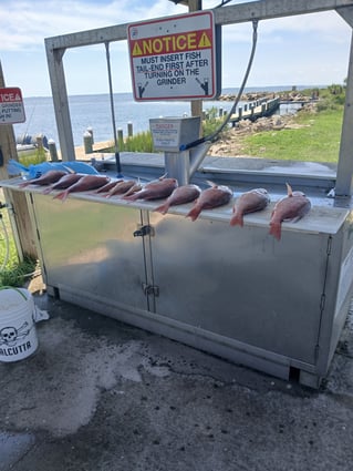 Red Snapper Fishing in Port St. Joe, Florida