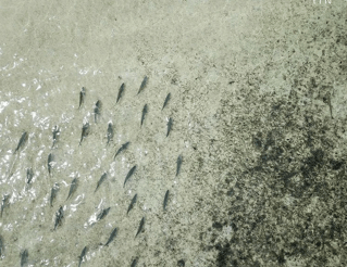 Bahamas Light Tackle Flats Fishing