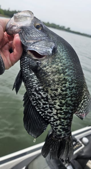 Lake Ray Roberts Guided Crappie Trip