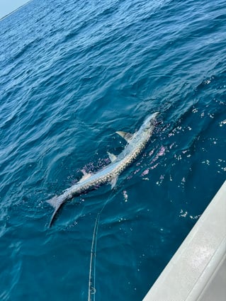 Destin Bay Charter