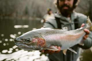 Steelhead in the Trinity River