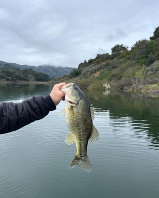 Largemouth Bass Fishing in Ventura, California