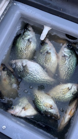 Lake Okeechobee Crappie Fishing