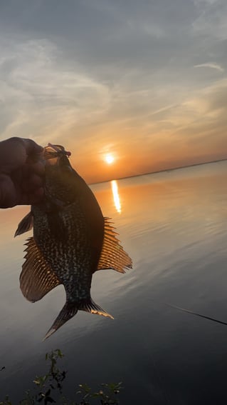 Lake Okeechobee Crappie Fishing