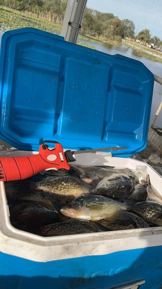 Lake Okeechobee Crappie Fishing