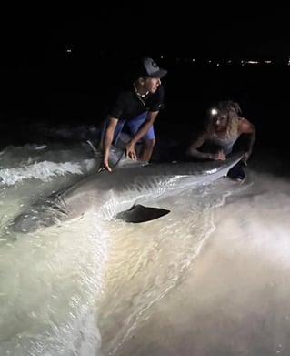 Tiger Shark Fishing in Rosemary Beach, Florida