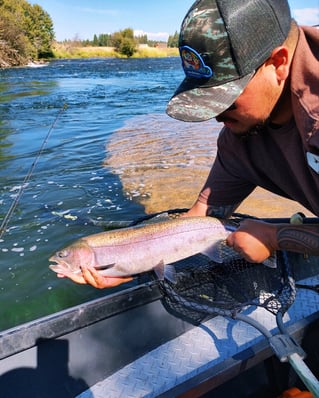 Umpqua River Winter Steelhead