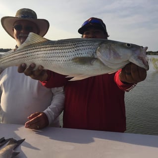 Striped Bass Fishing in Burnet, Texas