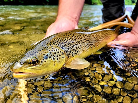 Fly Fishing the South of France