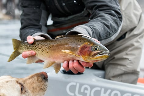 St. Joe River Cutthroat Trip