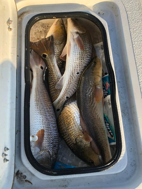 Redfish Fishing in South Padre Island, Texas