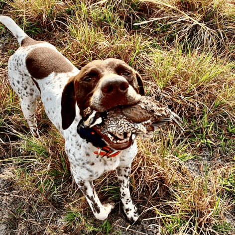 SE FL Quail Hunts