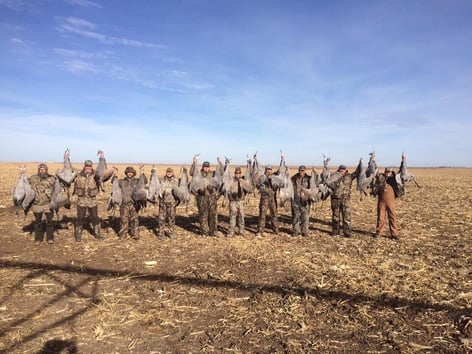 Sandhill Crane Insanity