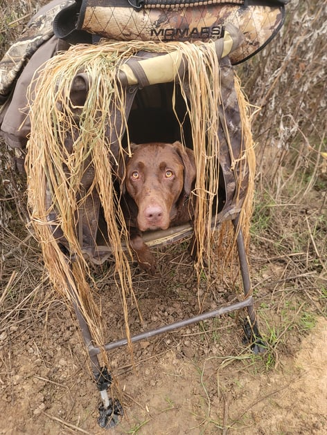 Guided Duck Hunts