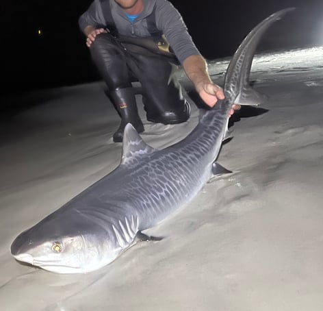 Tiger Shark Fishing in Bolivar Peninsula, Texas