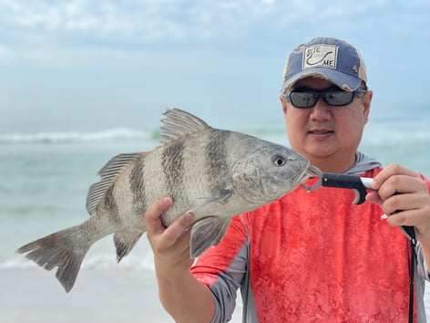 Black Drum Fishing in Sarasota, Florida