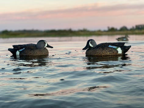 Early Season Texas Teal Hunt