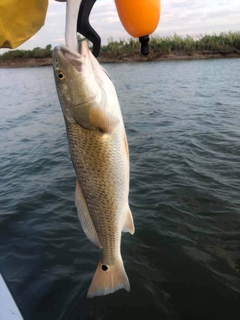 Redfish Fishing in Texas City, Texas