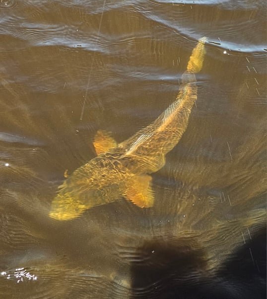 Mount pleasant redfish