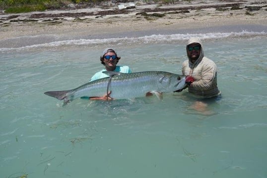 Tarpon Caught Near St. Petersburg, Florida