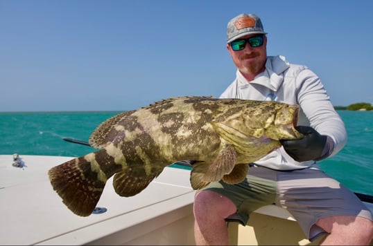 Grouper Caught Near St. Petersburg, Florida