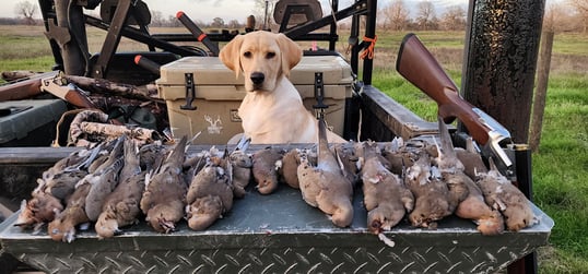 Dove hunting dog in Texas