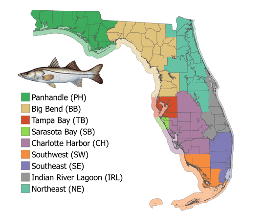 Florida snook management regions