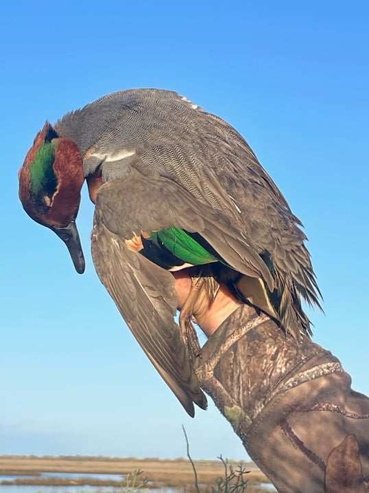 green winged teal