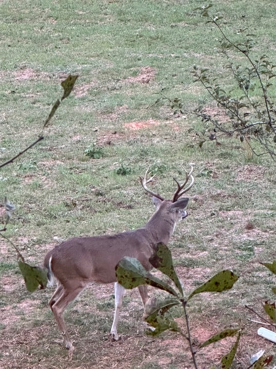 Emerald buck up close