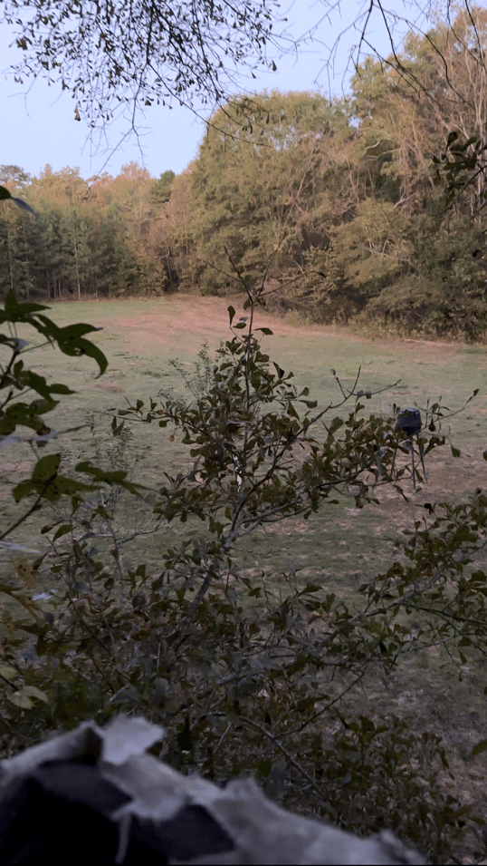 Emerald tree stand