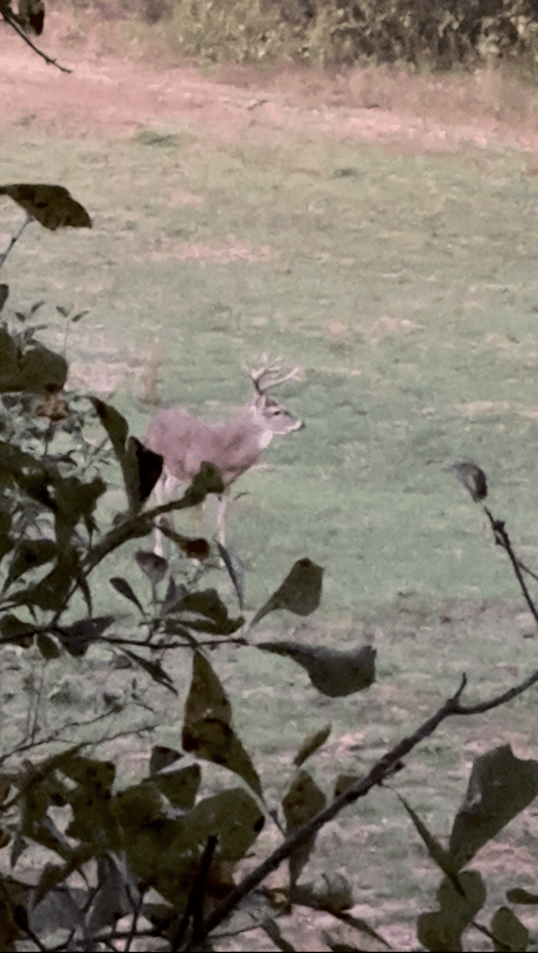 First Sighting of the buck