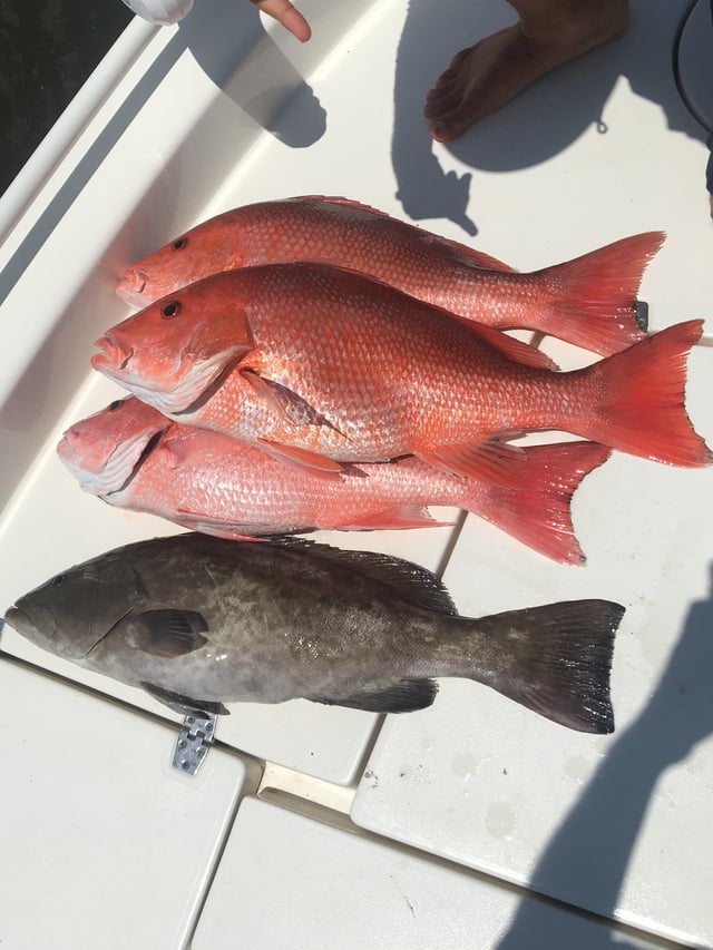 Charleston Nearshore Fishing