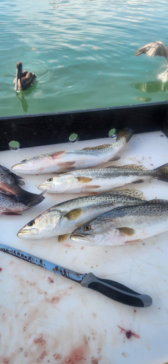 Bank and Bight backcountry charters