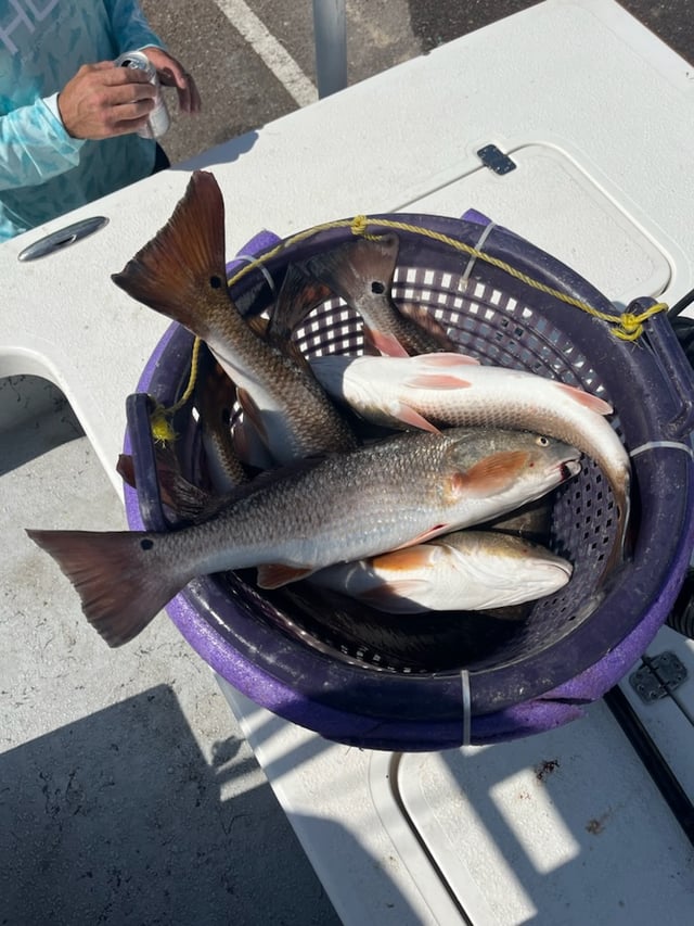 Rockport Reds on the Flats