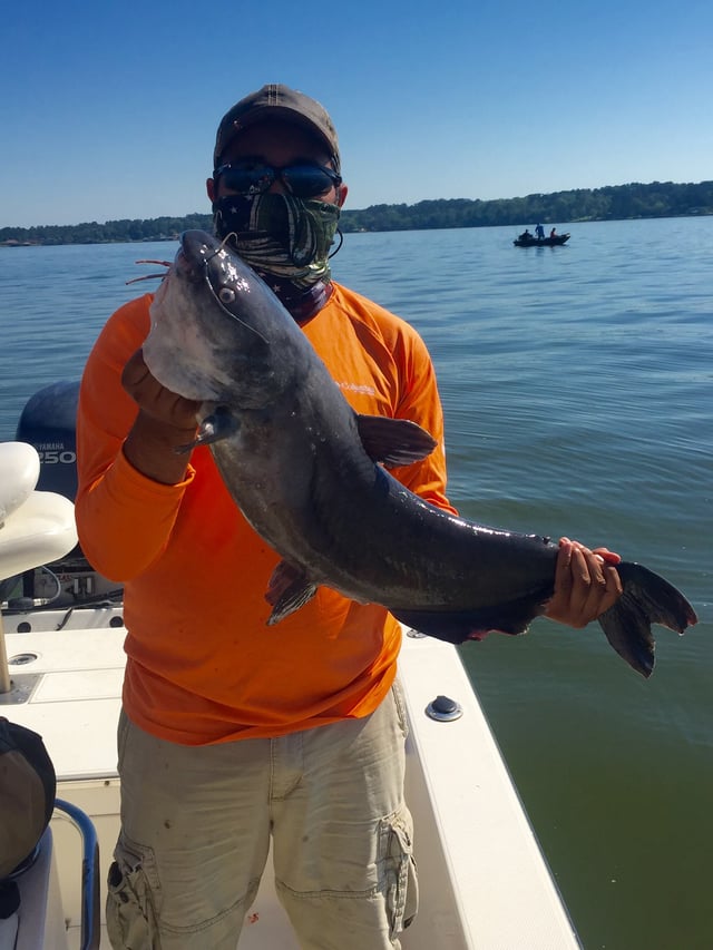 Big Ol' Flathead Catfish Catch