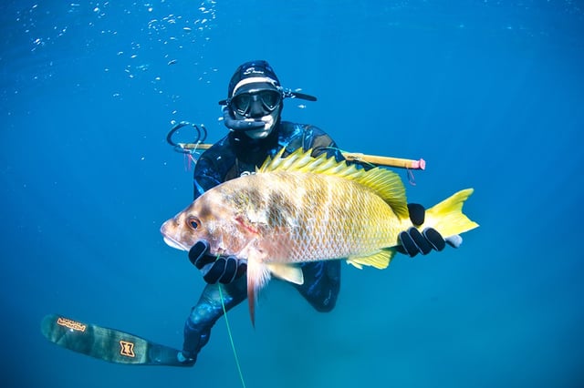 Spearfishing Baja California