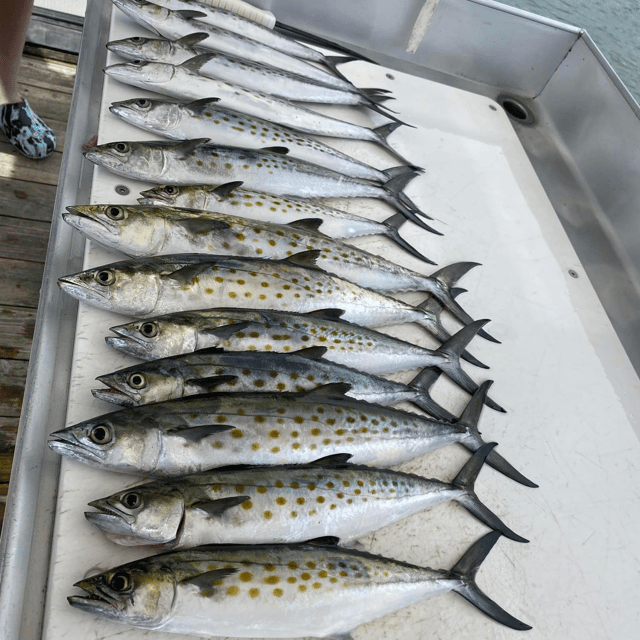 Quick Catches in the Gulf