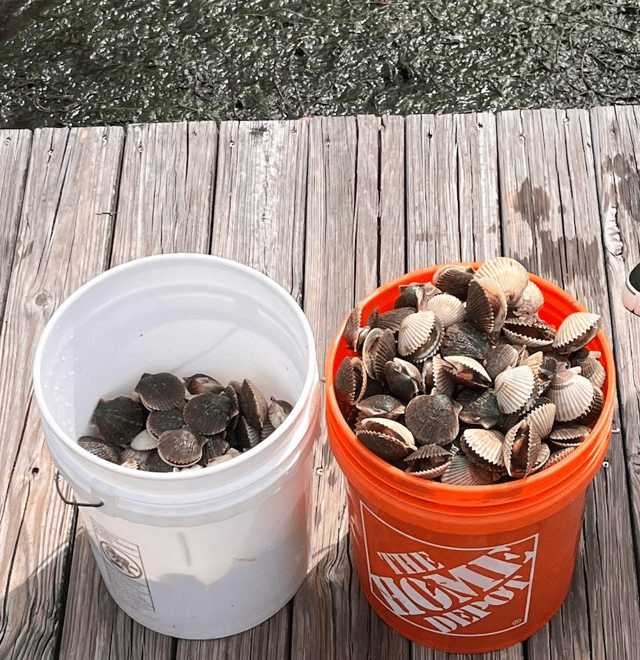 Scallop Hunting!