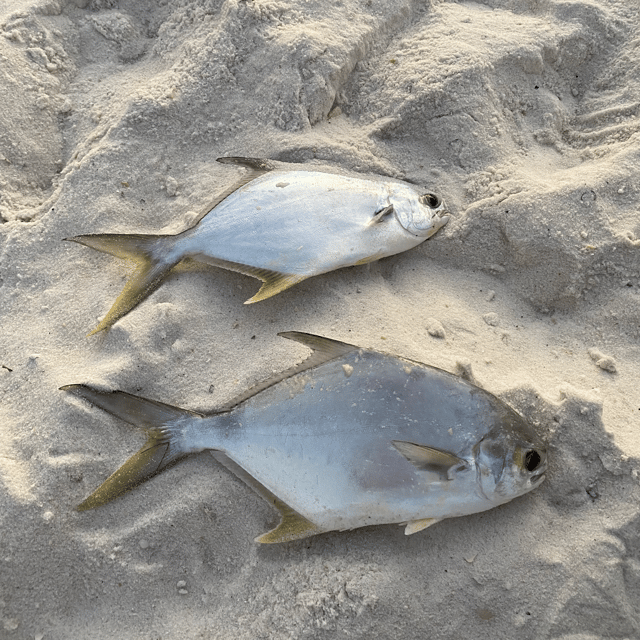 Surf fishing